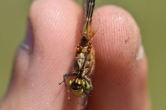 Arrenurus