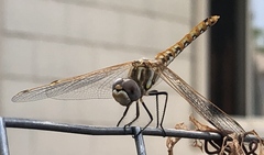 Sympetrum corruptum