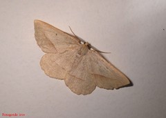 Euchlaena irraria