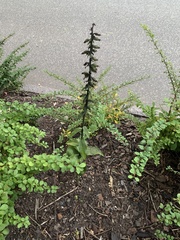 Epipactis helleborine