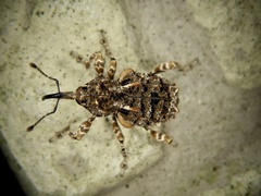 Ectatorhinus adamsii