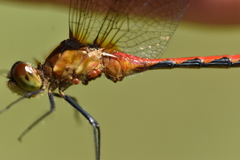 Arrenurus