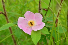 Parhelophilus obsoletus