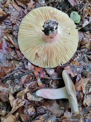 Russula olivacea