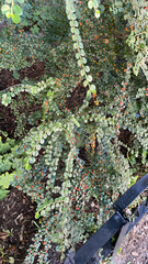 Cotoneaster horizontalis