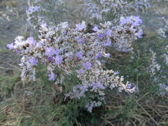 Limonium dichotomum