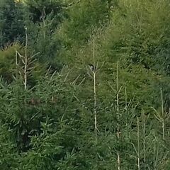 Nucifraga caryocatactes