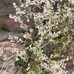 Fallopia baldschuanica