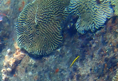 Colpophyllia natans