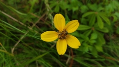 Bidens triplinervia
