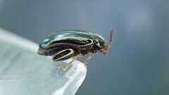 Psylliodes chrysocephala