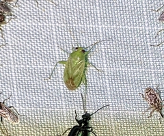 Taylorilygus apicalis