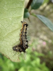 Acronicta rumicis