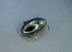 Psylliodes chrysocephala