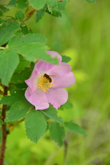 Parhelophilus obsoletus