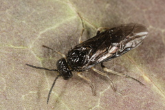 Symphyta