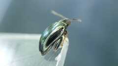 Psylliodes chrysocephala