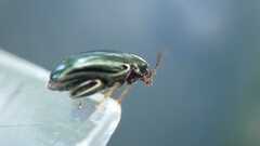 Psylliodes chrysocephala