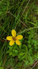 Bidens triplinervia