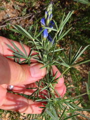 Lupinus angustifolius