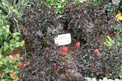 Lagerstroemia indica
