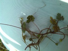 Ranunculus ololeucos