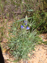 Lupinus angustifolius