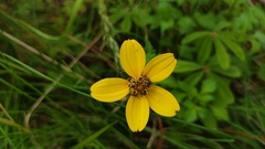 Bidens triplinervia