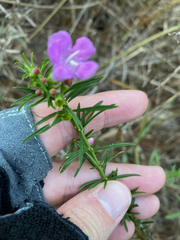 Agalinis fasciculata