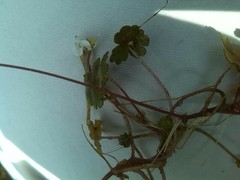 Ranunculus ololeucos