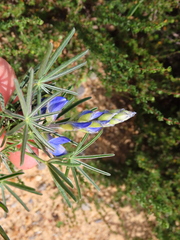 Lupinus angustifolius