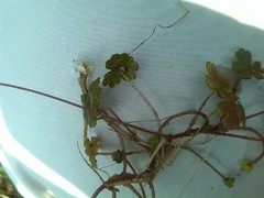 Ranunculus ololeucos