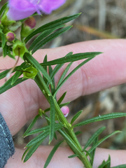 Agalinis fasciculata