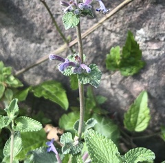 Nepeta × faassenii