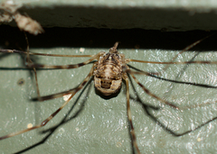 Leptobunus parvulus