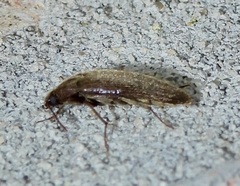Synchroa punctata