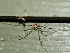 Leptobunus parvulus