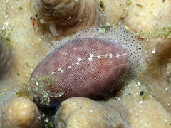 Procalpurnus semistriatus