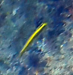 Thalassoma bifasciatum