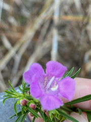 Agalinis fasciculata