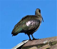 Bostrychia hagedash hagedash