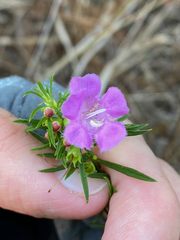 Agalinis fasciculata