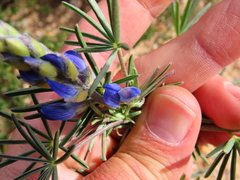 Lupinus angustifolius