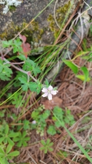 Geranium seemannii