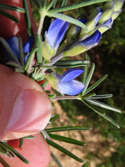 Lupinus angustifolius