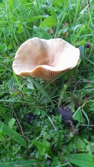 Lactarius helvus