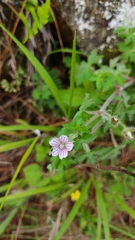 Geranium seemannii