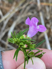Agalinis fasciculata