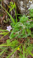 Geranium seemannii
