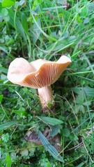 Lactarius helvus